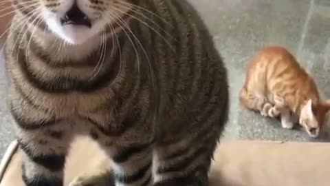 Strange cat sound!