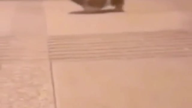 Puppies with a slow walking pace