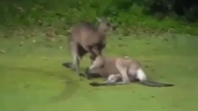 Crazy Kangaroo fighting