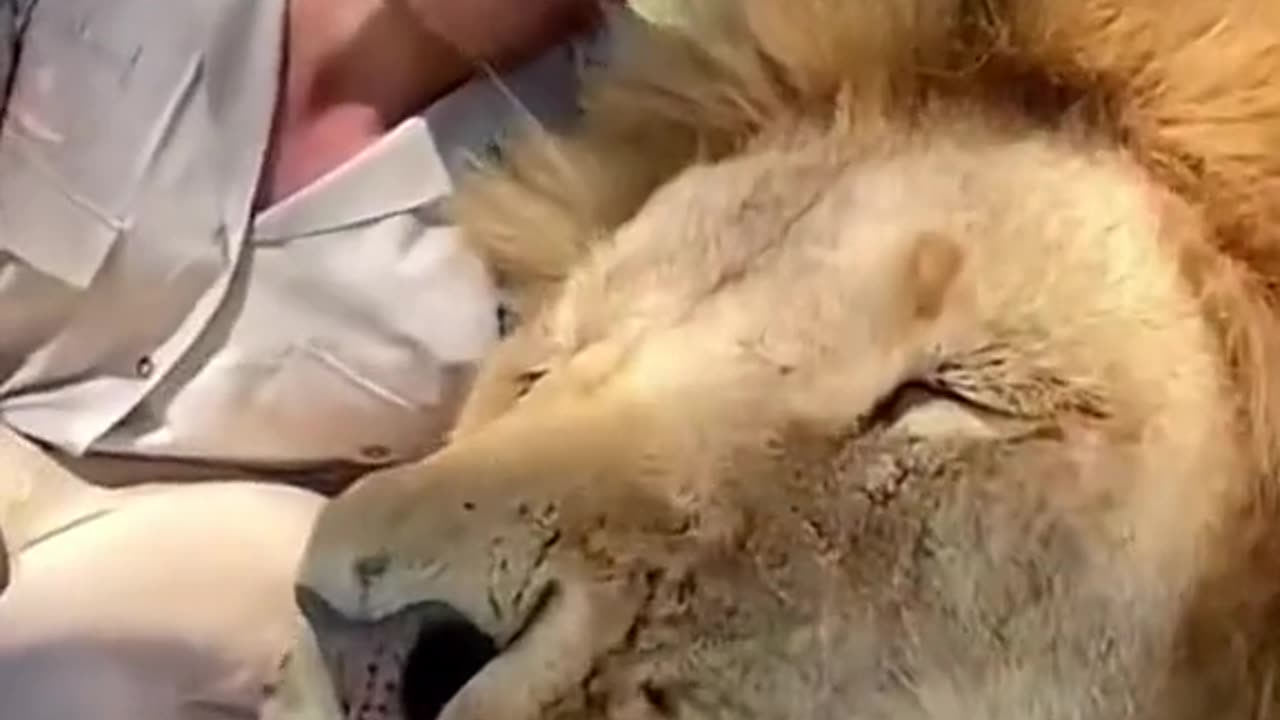 Baby Animal