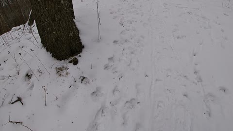 Young Fawn Prints in Snow