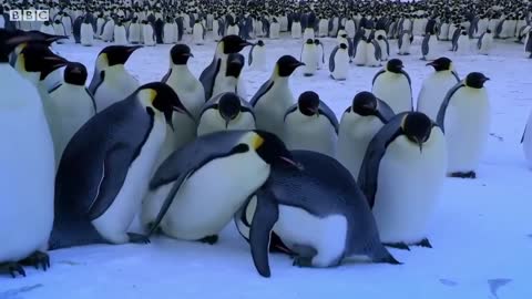 Best of Penguins | Top 5 | BBC Earth