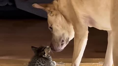 Dog Heroically Protects Kitten from Larger Cat