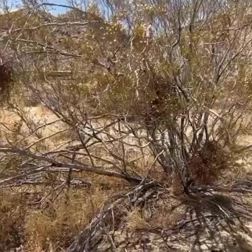 Mistletoe and Cancer.