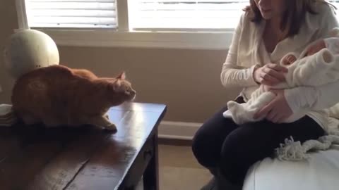 Tabby cats meeting babies for the FIRST TIME!