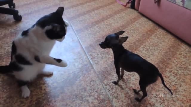 DOGS, CATS,PUPPIES FUNNY VINES