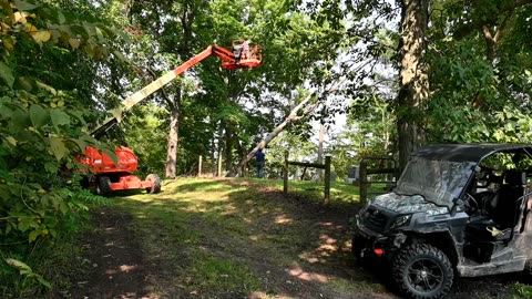 Taking Down A Tree