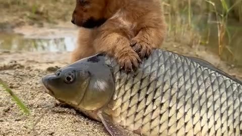 Fish and dog