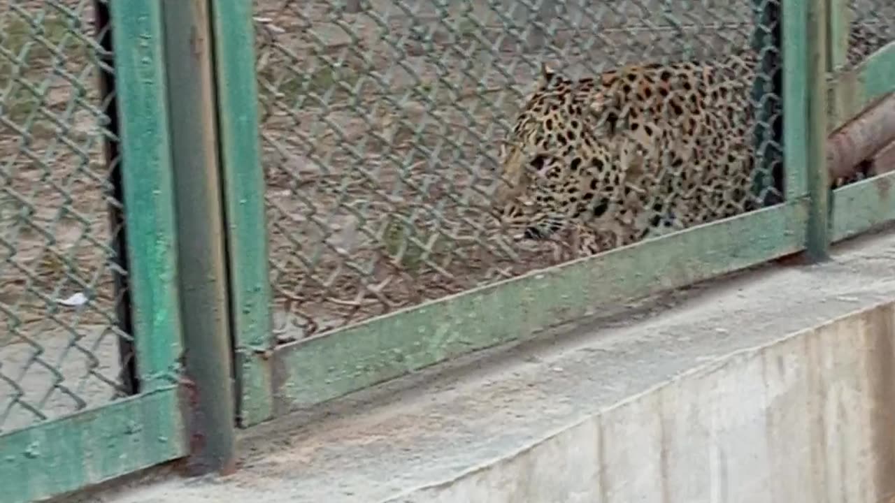 Big cat video zoo cat