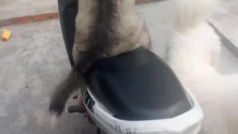 dog drive a motorcycle