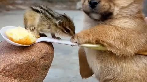 Dog and squirrel