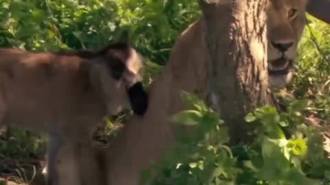 LIONESS TAKING CARE OF A BABY