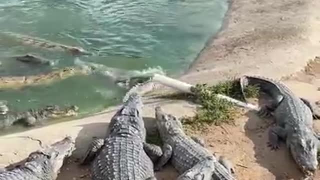 Aggressive Crocodiles Eat Live Chicken