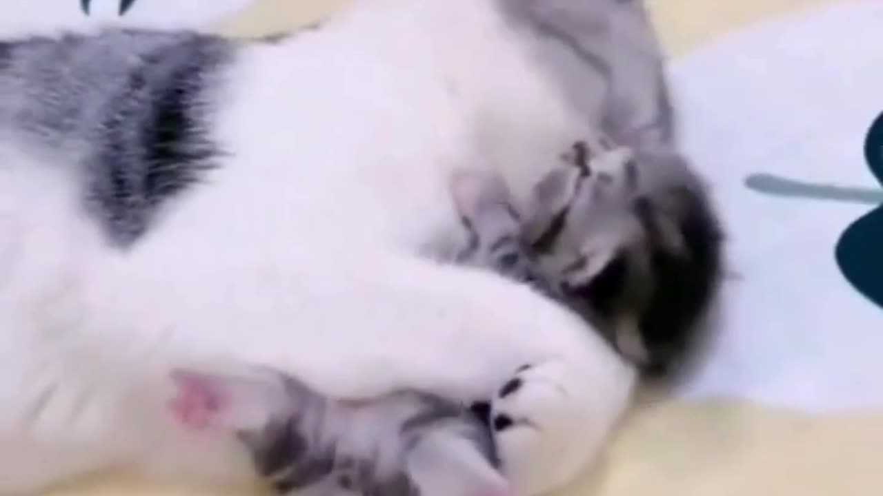 Nightmares or Fear of Losing Mom? Kitten Finds Comfort in Her Embrace 🐾💖