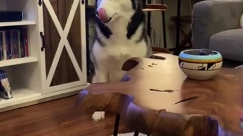 Stubborn Husky Breaks The Law... #shorts