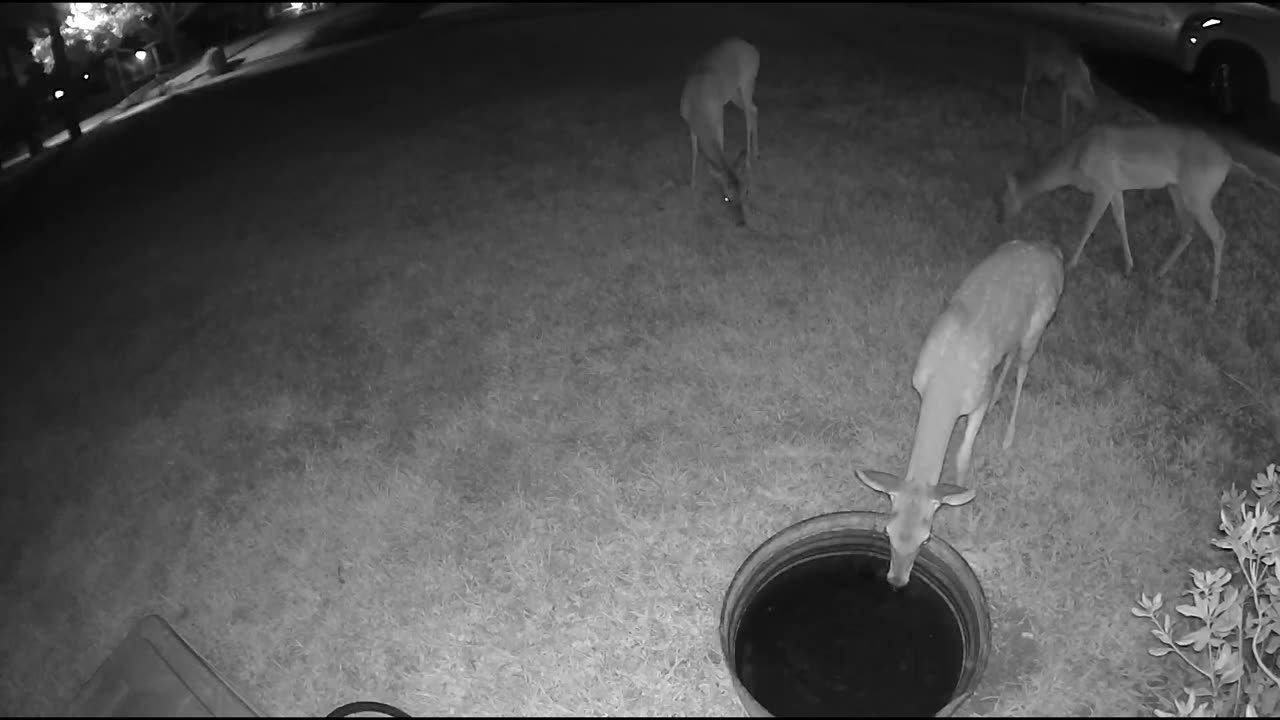 (15min) Relaxing video of Whitetail deer in my Cypress (Houston) neighborhood