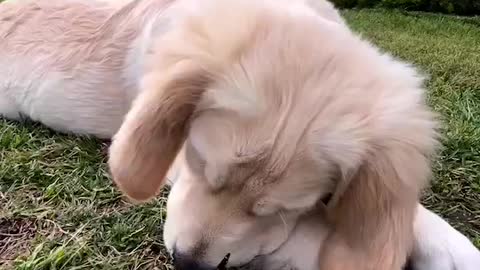 Dog love for butterfly