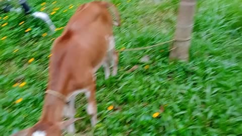 RAIN ISLANDS AND BABY COWS