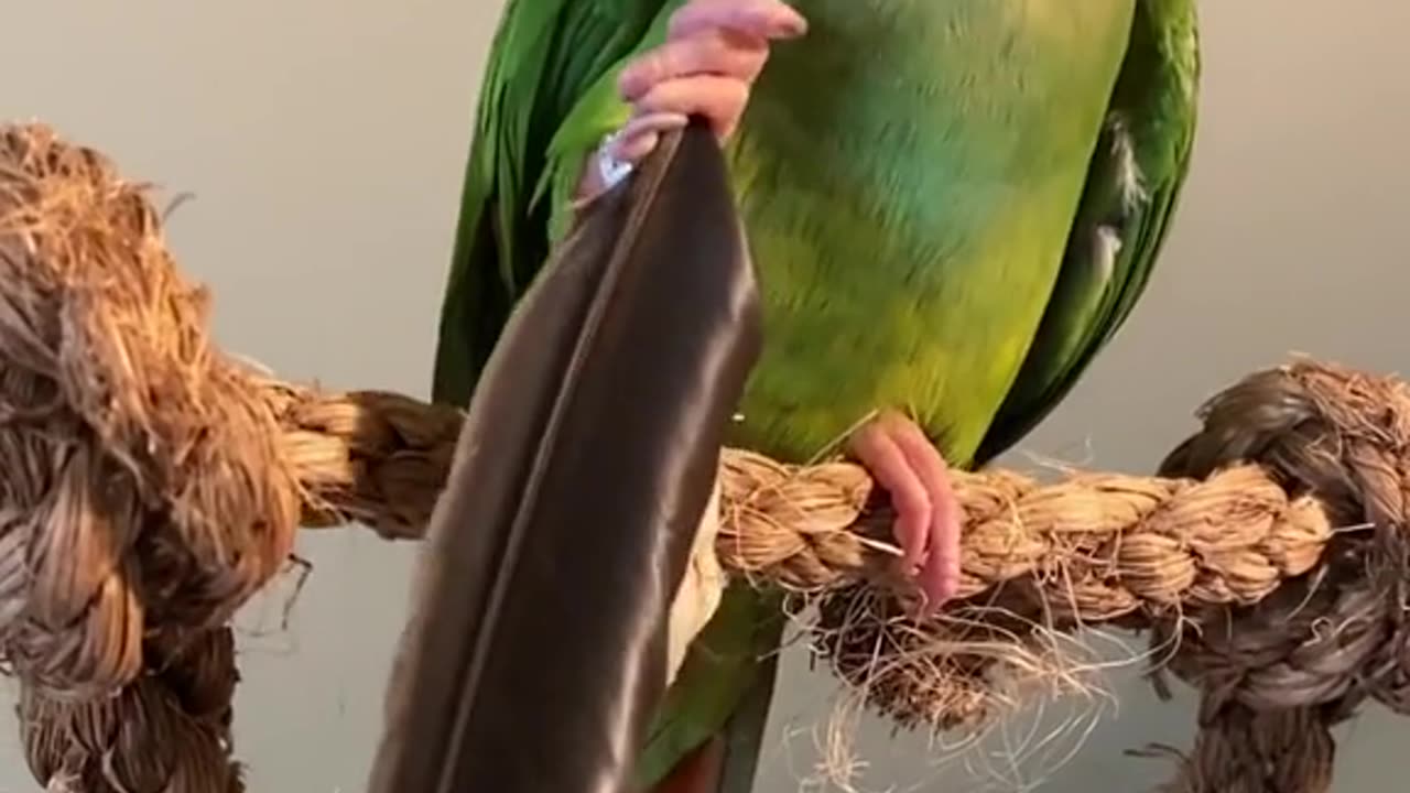 smart parrot