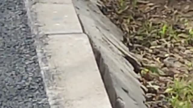 What kind of bird is this