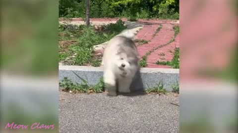 Baby alaskan malamute cutest and funniest moments compilation❤❤❤❤