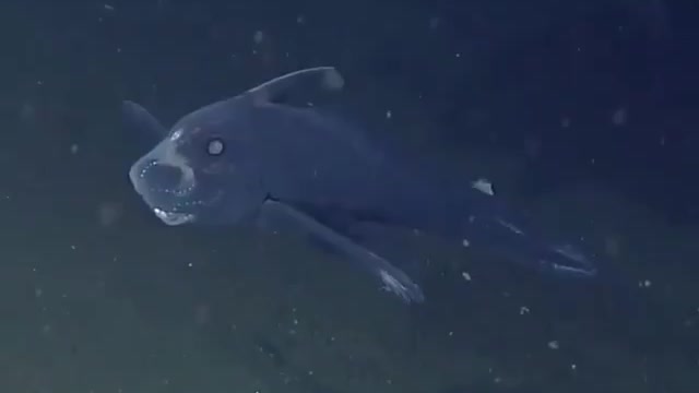 The fish you now see with your own eyes is called the Ghost Shadow Fish.