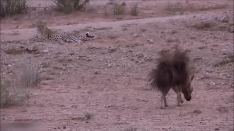 Hyena and Leoperd