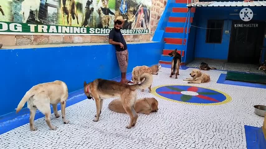 DOG HOSTEL IN JODHPUR 4/4/22 BY PRAKASH KHATRI DOGTRAIING VIDEO DOGLOVERPRAKASH PET CARE CENTER