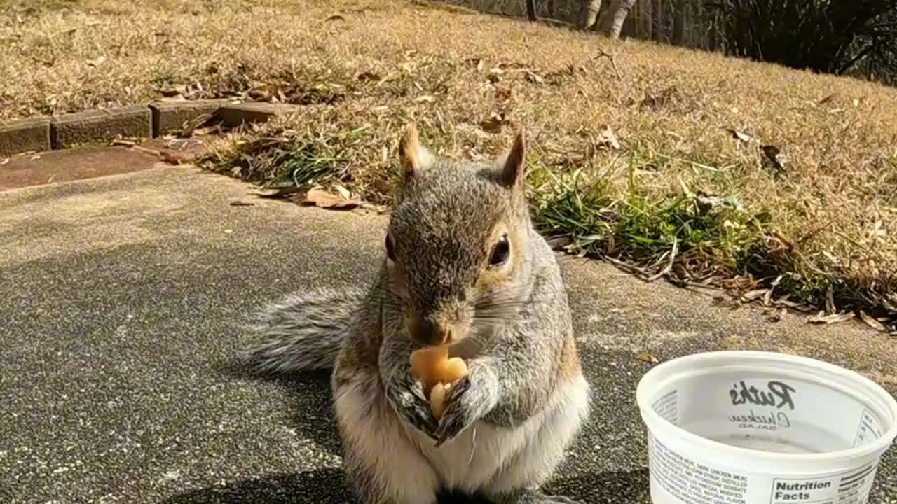 When Mika The Squirrel found her stash of food 🐿️