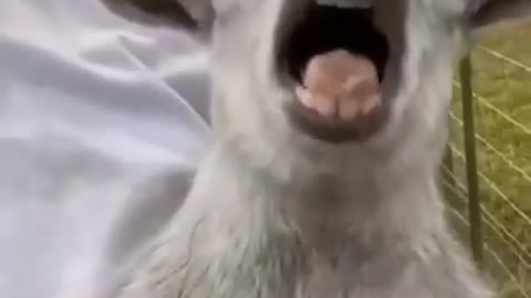 Funniest Animals Reels