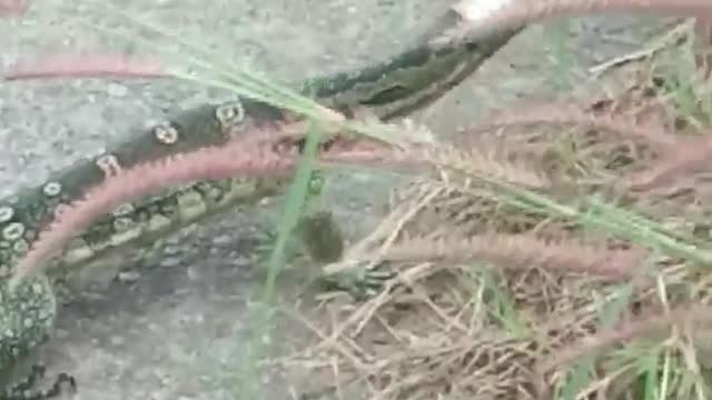 Couple Help Remove Can From Lizards Head