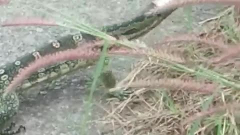 Couple Help Remove Can From Lizards Head