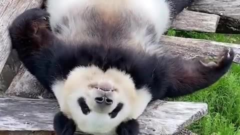 Bamboo coma…🥴😏😂🐼