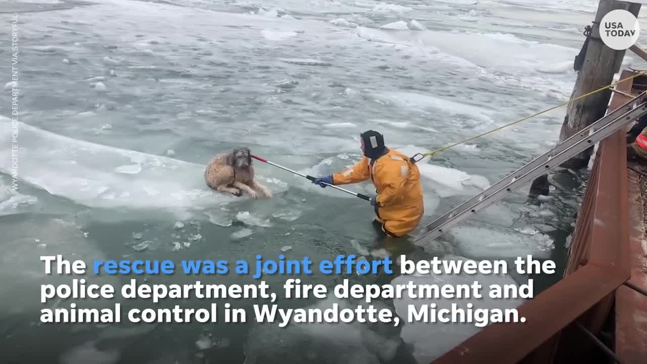 Labradoodle rescued from ice chunk