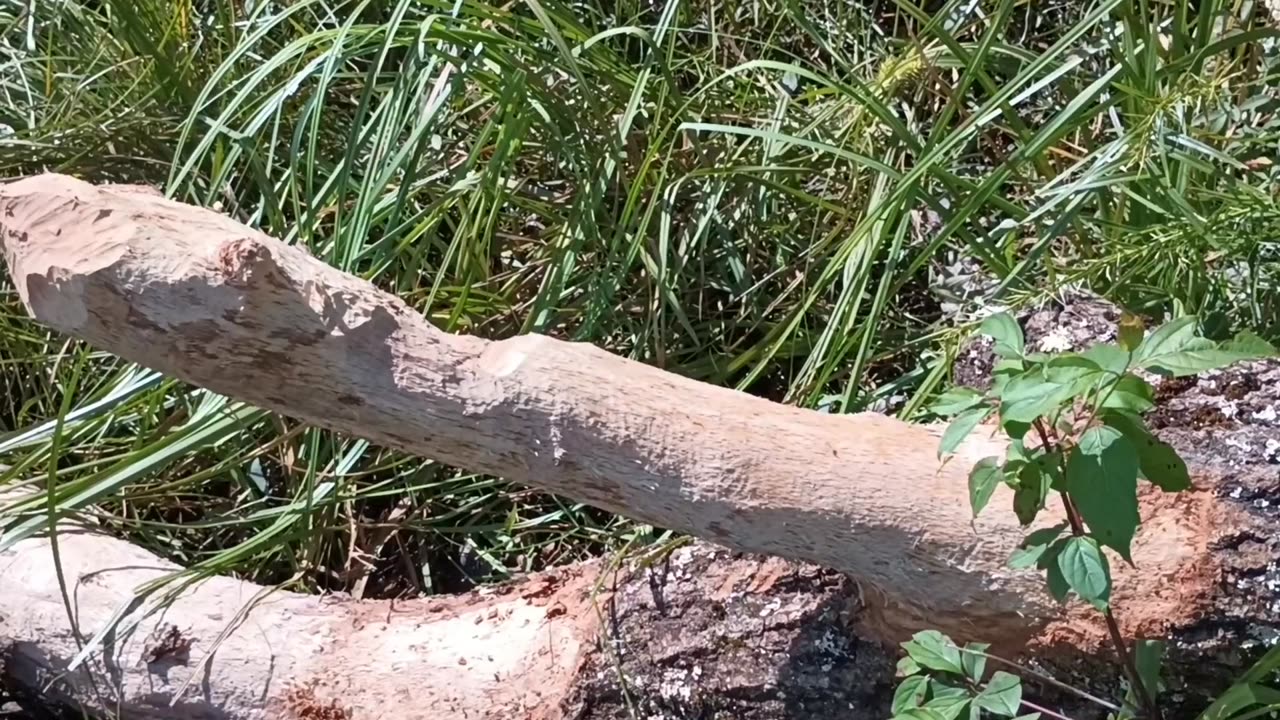 Beaver Chewed Tree