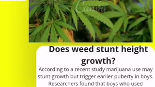 Does weed stunt height growth
