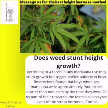 Does weed stunt height growth
