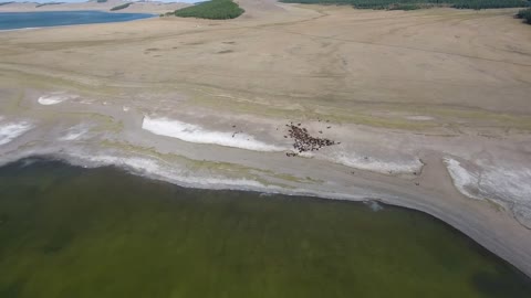 Aerial drone shot zooming out on a herd of horses next to a lake in mongolia