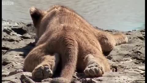 Lion Cubs Meet their Father for the First Time | Lions: Spy in the Den | BBC Earth