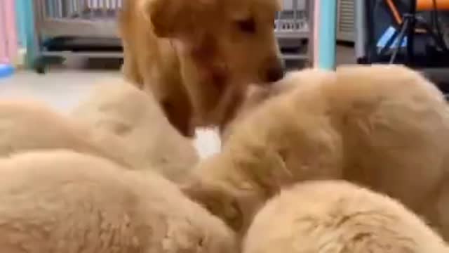 Charming Pets Overload Cuteness