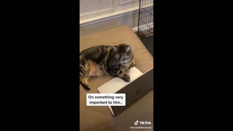 Funny cats/dogs