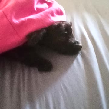 My puppy is trying to sleep!