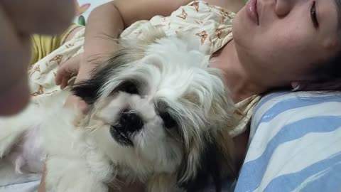 Sweet Dog Sounds like Cat