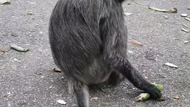 Malaysia Monkey is eating.