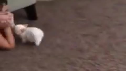 Micro tiny chihuahua puppy
