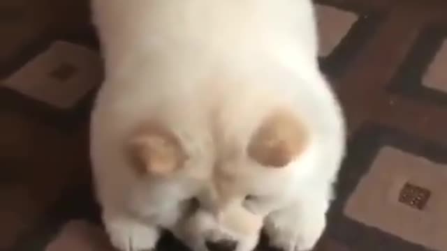 "When it comes to treatos, I'll even follow my hooman's commands!"