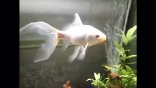 Fish gone wrong