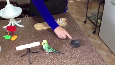 How to enjoy raising and training a lovebird