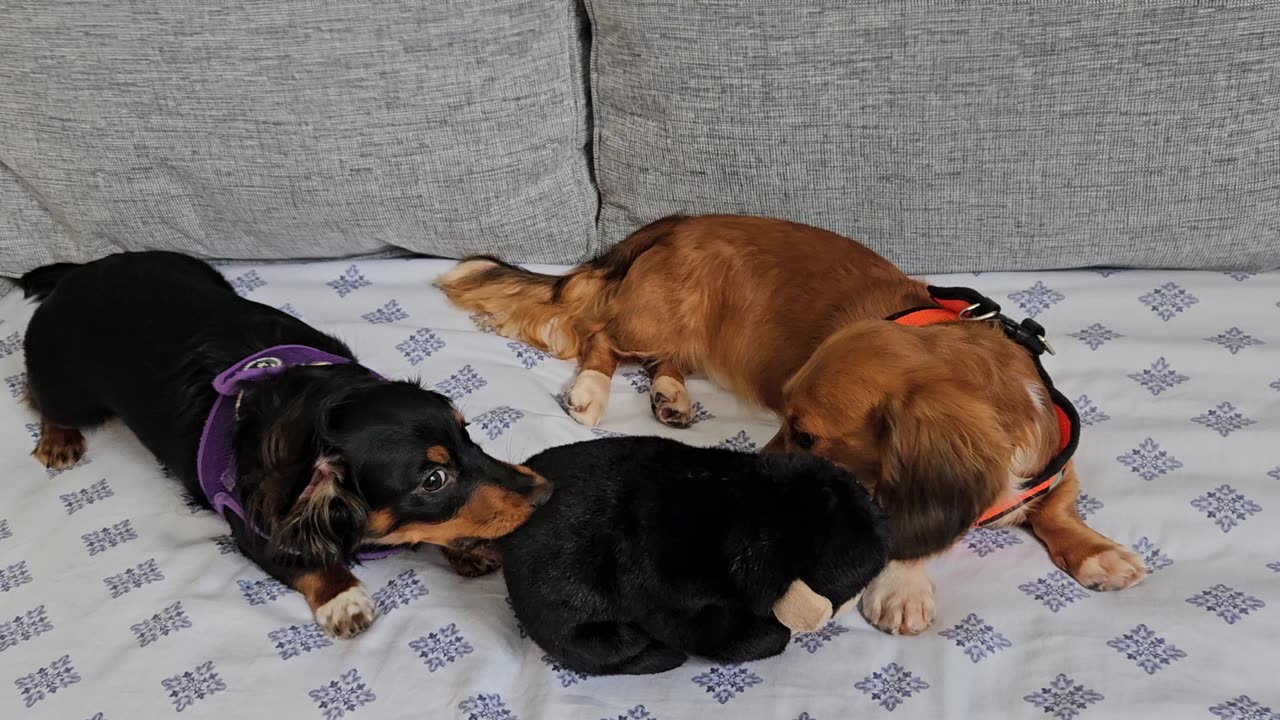 Dachshund Competition, The Struggle is Real