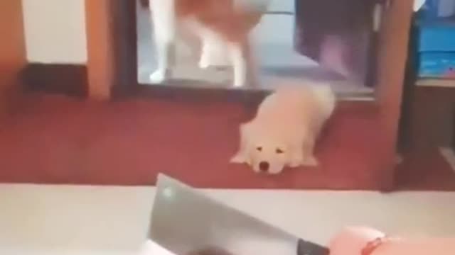 Funny scared dog with knife